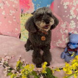 幼稚園生　菜那ちゃん