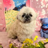 幼稚園生　ぽんちゃん