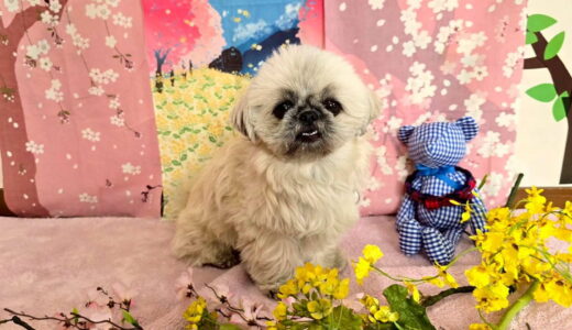 幼稚園生　ぽんちゃん