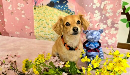 幼稚園生　ジェニファーちゃん　2days