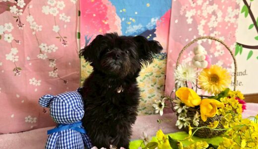 幼稚園生　ヒナちゃん