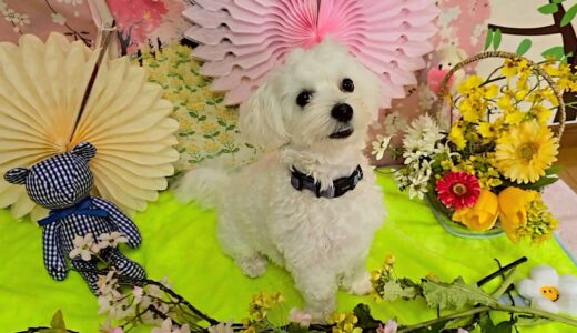 幼稚園生　ルイくん