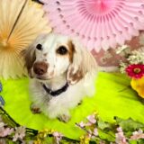 幼稚園生　幸芽ちゃん