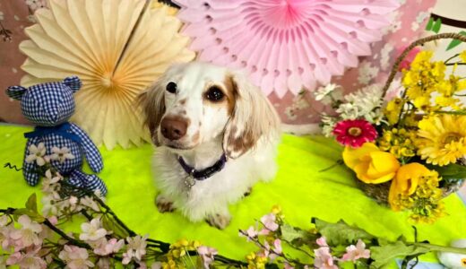 幼稚園生　幸芽ちゃん