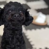 クゥーくん　カウンセリング