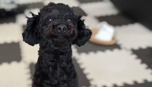 クゥーくん　カウンセリング