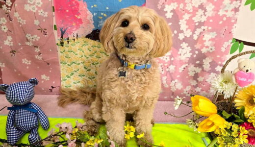 幼稚園生　トイくん